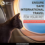 International Pet Relocation Export