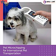 Pet Microchipping for International Pet Transportation