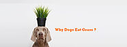 Why Dogs Eat Grass? Should I Stop My Dog From Eating Grass?