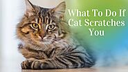 What to Do if Cat Scratches You - 6 Ways to Stop Scratching