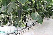 Interested in 100% OMRI-certified cocopeat grow bags? Explore RIOCOCO