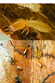 Pestong Pest Control Provide Best Termites Control Services Toronto
