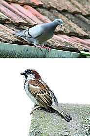 Pestong Pest Control Provide Affordable Bird Control Services Toronto