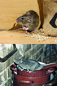 Pestong Pest Removal Provide Best Rat Control Services in Toronto