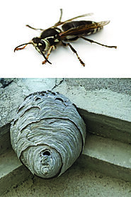 PESTONG PEST CONTROL PROVIDE BEST BED BUGS CONTROL TORONTO