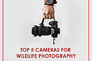 Top 5 Cameras For WildLife Photography