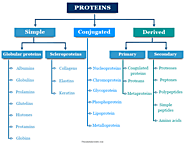 Protein - Definition, Classification, Structure