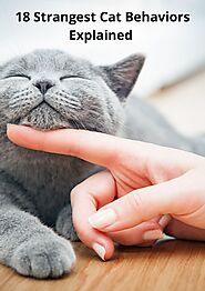 18 Strangest Cat Behaviors Explained - Drmartycats