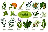 Top 10 essential Oil you must know