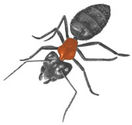 Termite and Whiteants Control