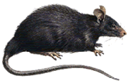 Prevent Rodents from entering into your home