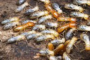 Little Known Facts About Termites