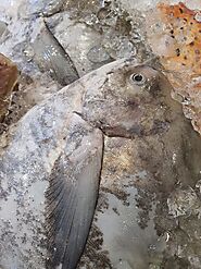 Ever wondered why the Chinese Pomfret is expensive?