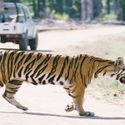 Bandhavgarh Tour Packages - Bandhavgarh Wildlife Tour Packages | Holidays At India