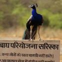 Rajasthan Wildlife Tour Packages - Ranthambore Wildlife Tour Packages | Holidays At India