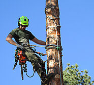 What should you look for when choosing an arborist?