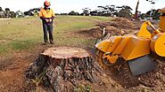 What is the importance of tree stump removal, and why should you do it?