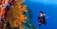 All Travel Information - Doop White: Raja Ampat Liveaboard Diving - 6 Reasons Why it is Better than Shore Based Divin...