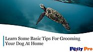 Learn Some Basic Tips For Grooming Your Dog At Home
