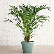 Top 10 Houseplants for Your Home – ViparSpectra