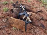 Boar Hunting in Texas Gives a Lifetime Experience