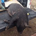 Wild Hog Hunting in Texas