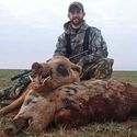 The Best Ways of Carrying Out Texas Pig Hunting