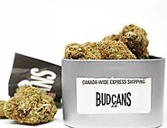 Learn The Concept of Buying Weed Online in Canada – Site Title