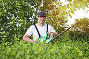 Take Care of Your Trees with Tree Service North Charleston - JustPaste.it