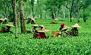 18 Tea Estates of Assam: Everything to Know About Assam Tea Gardens - Sentinelassam