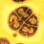 Microbiology from A to Z explained - Micropia - Micropia