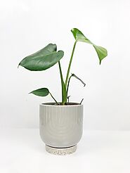 Shop For Indoor Plants Online In Australia