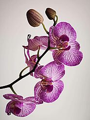 Top Reasons Why Orchids Make The Perfect Gift | Garner Plant Delivery