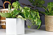 Marble Queen Pothos: Details and Caring Tips