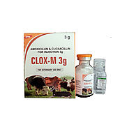 Equine (Horse) Veterinary Medicine Supplies - Intracin  ::  Intracin Pharmaceutical Pvt. Ltd. - Veterinary supplies i...