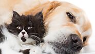 What Should You do If Your Cat Comes in Contact with Vet Pharma Company’s Canine Products? - TODAYMYTHS