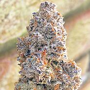 Black Domina Strain - Weed For Sale Online | Buy Quality Weed Online