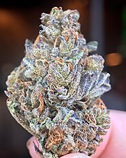 Blue Cheese Strain - Weed For Sale Online |Top Quality Weed For Sale