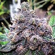 Website at https://theexoticweed.com/shop-2/indica-strains/granddaddy-purple/