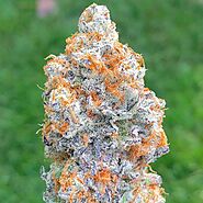 Jedi Kush Strain - Buy Weed Online For discreet Delivery