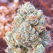 Mr Nice Guy Strain - Weed For Sale Online | Top Quality Weed For Sale