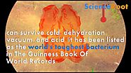 World's Toughest Bacteria in The Guinness Book Of World Records | ScienceRoot