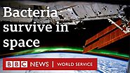 'Super bacteria' survive in space for years - BBC World Service