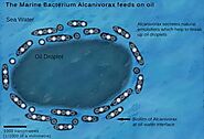 An oil-eating bacterium that can help clean up pollution and spills