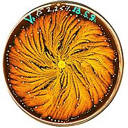 Paenibacillus vortex - Wikipedia