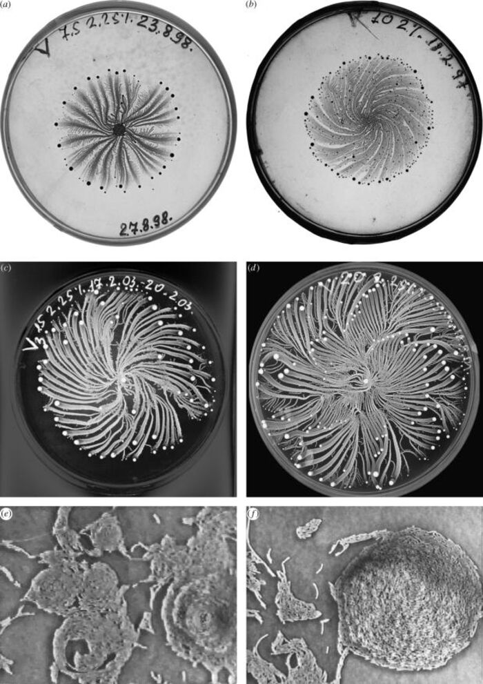 I've officially adopted the world's most beautiful and intelligent