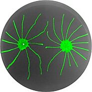 Bacterial Swarms Recruit Cargo Bacteria To Pave the Way in Toxic Environments | mBio