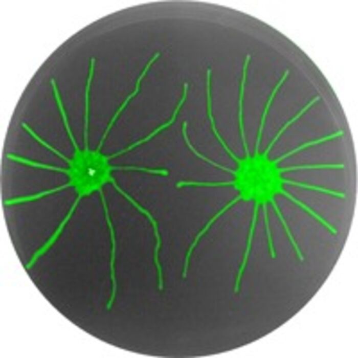 I've officially adopted the world's most beautiful and intelligent