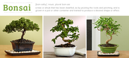 Bonsai Tree Care for Beginners-Everything You Need to Know - ProFlowers Blog