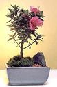 Flowering Bonsai - Facts, Caring & Gardening Tips, Popular Trees